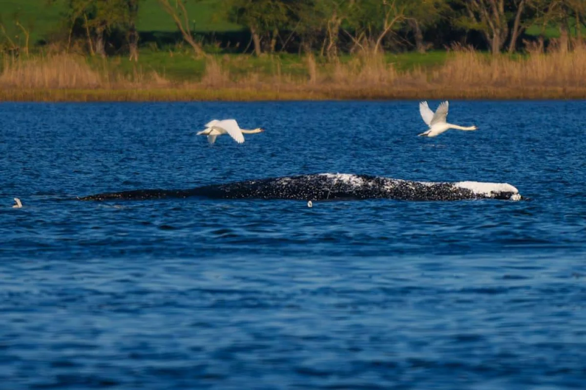 Киту Тимми стало хуже перед новой попыткой спасения