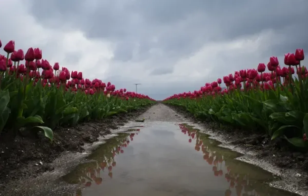 В Алматы гроза, в Шымкенте сильный ветер: погода во вторник, 28 апреля