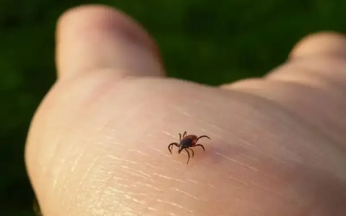 Кене арқылы тарайтын ауру күшейіп барады