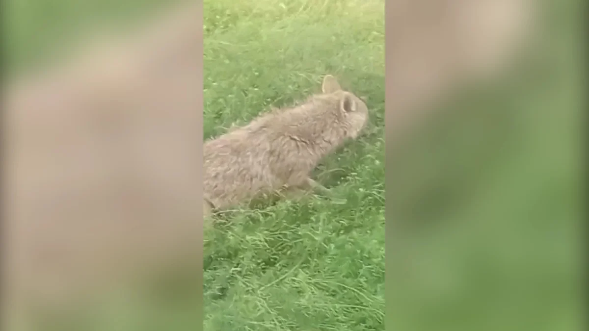 Түркістан облысында 4 жасар бүлдіршінді шибөрі талады