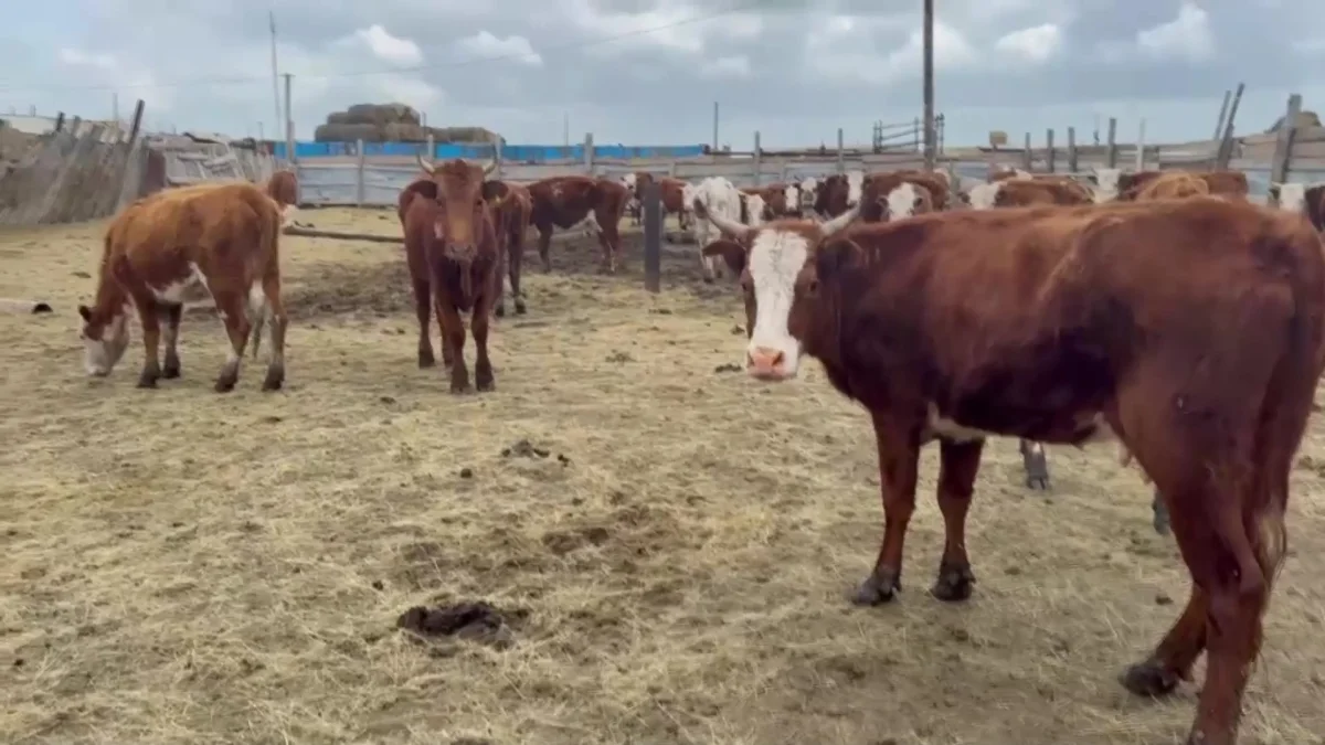 БҚО-да жиырмадан астам ауылдың малы белгісіз дертке тап болды