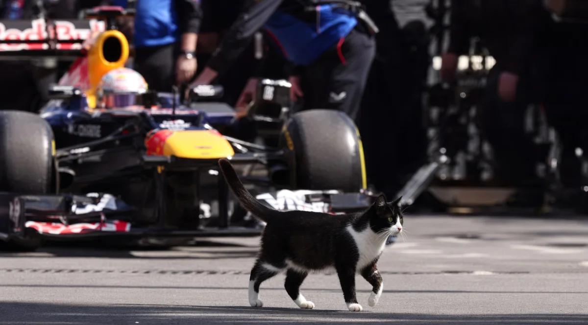 Кошка остановила подготовку к гонке на трассе в Стамбуле