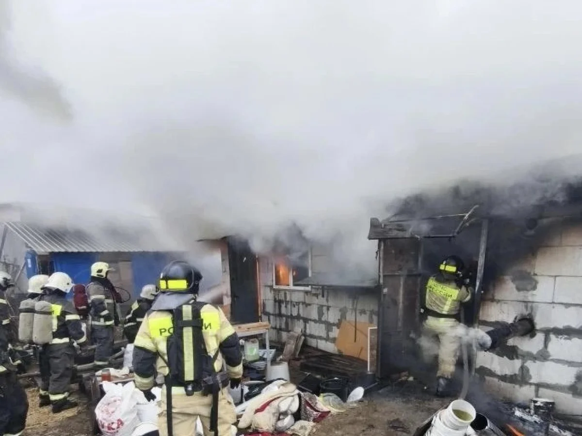 200 чихуа-хуа погибли при пожаре в Нижнем Новгороде