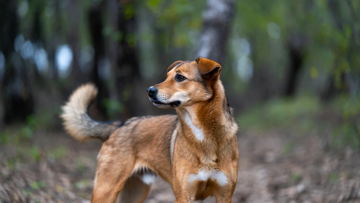 Сенат предлагает вернуть в Мажилис законопроект об обращении с животными для доработки