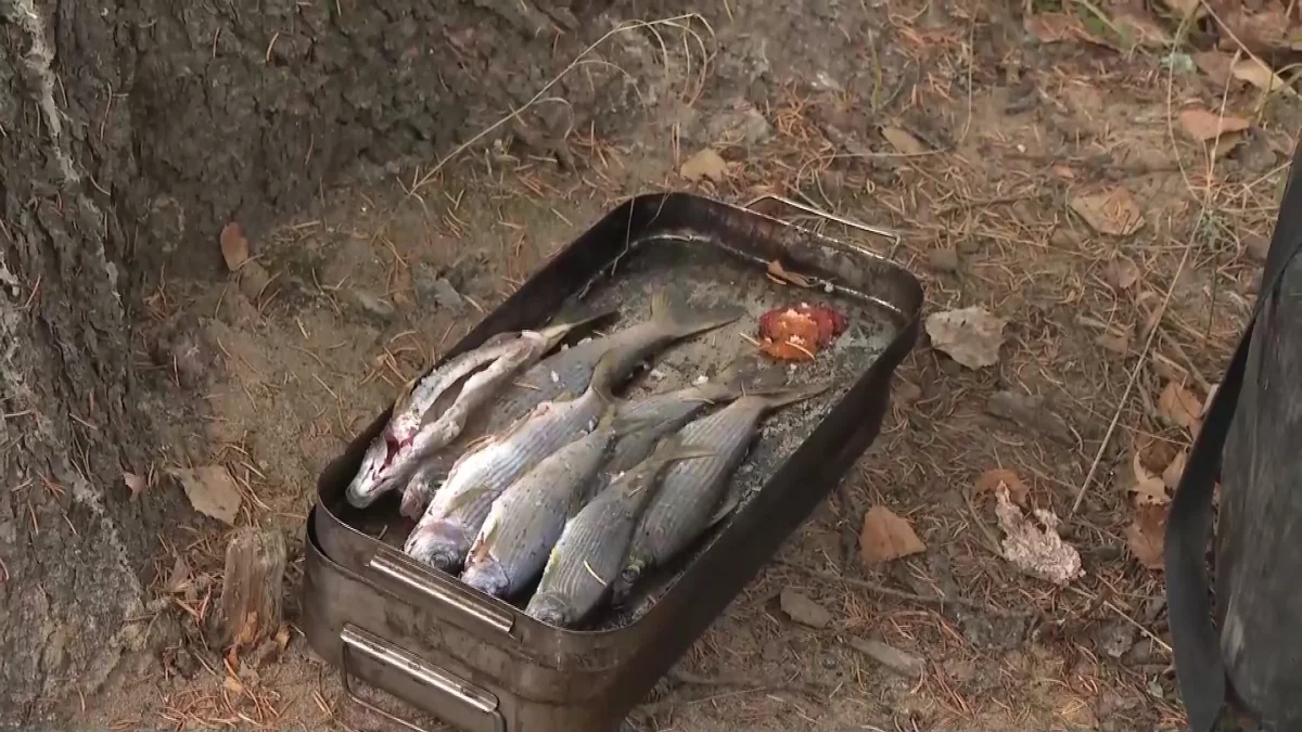 В области Абай и ВКО в ходе операции «Нерест» пресечено более 70 правонарушений