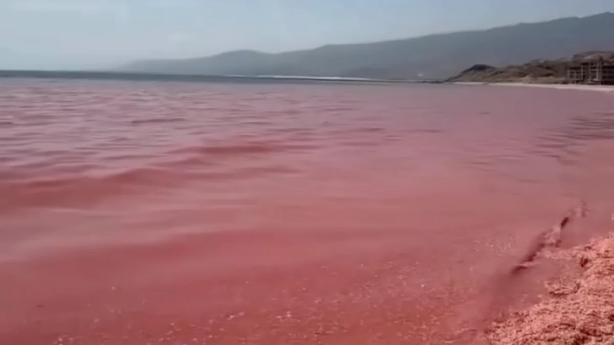 В Омане прибрежные воды покраснели из-за массовой гибели креветок