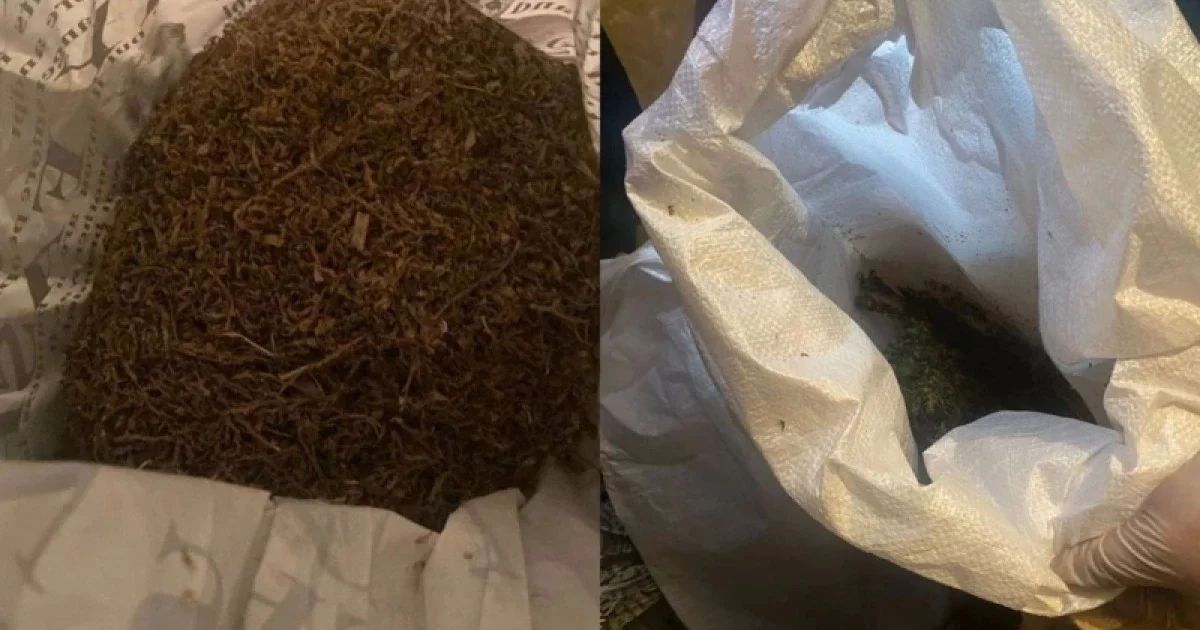 Семейлік тұрғынның гаражынан 154 кг марихуана табылды