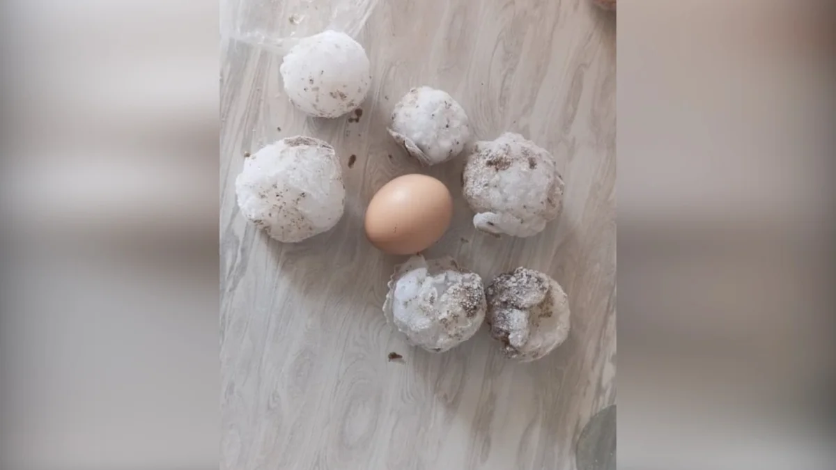 Ақтөбеде көлемі жұмыртқадай бұршақ жауды