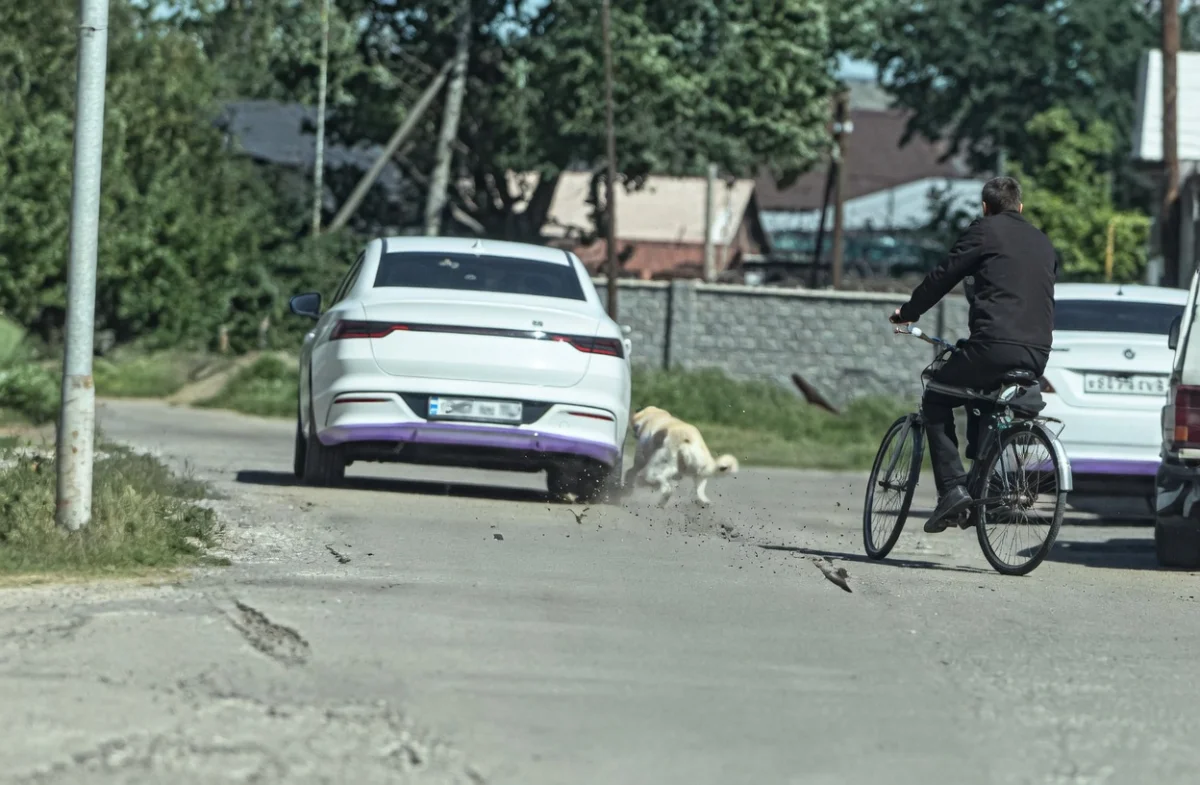 Мужчину наказали за жестокое обращение с собакой в области Жетысу (ВИДЕО)