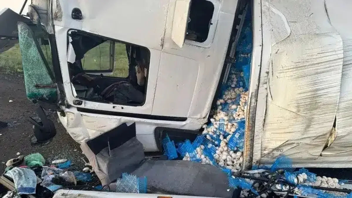 17 тонна саңырауқұлақ тиелген жүк көлігі аударылып қалды