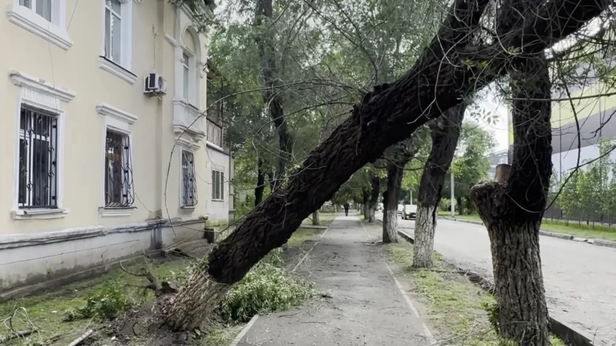 Ақтөбеде дауылдан ағаштар құлап, көліктерге зақым келтірген
