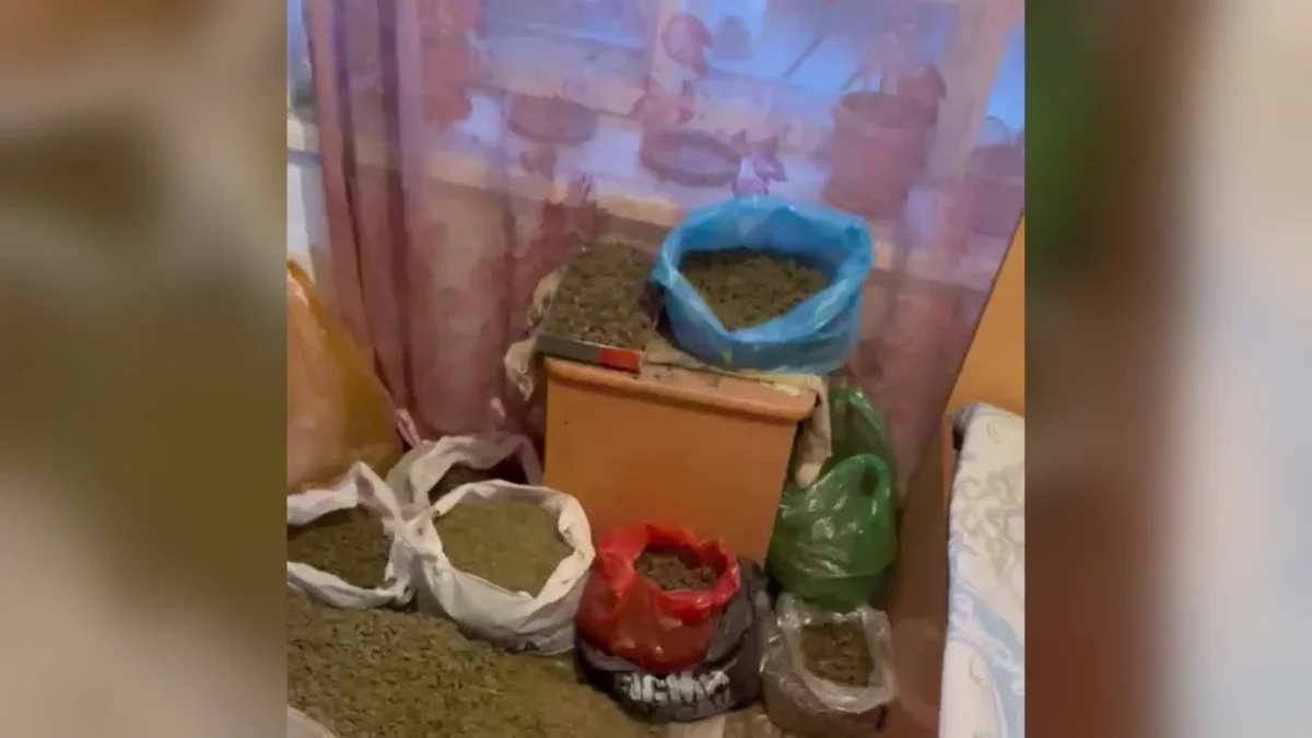 Шымкентте қарбыз арасында жасырылған есірткі плантациясы анықталды