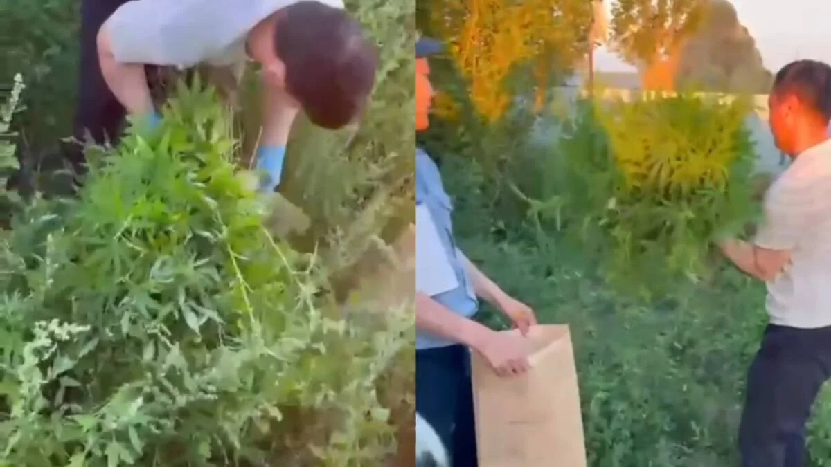 В Актюбинской области пресекли незаконное выращивание конопли