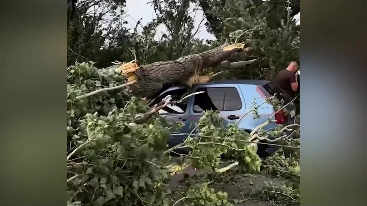 Алматы облысында автокөліктің үстіне ағаш құлап, әйел мерт болды
