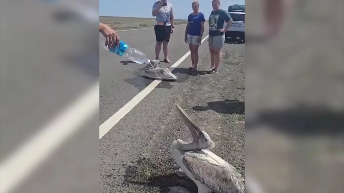 В области Абай жители пришли на помощь двум пеликанам, которые от  жары потеряли силы