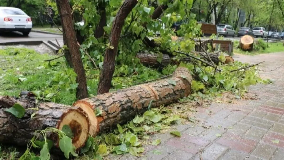 Қарағандыда 5 жастағы балаға ағаш бұтағы құлап, қаза тапты