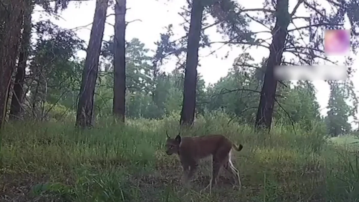 Редкий кадр. В фотоловушку в Наурзумском заповеднике попала рысь
