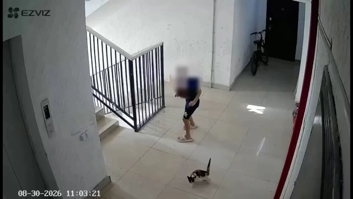 В Актау с 5 этажа дети сбросили котенка