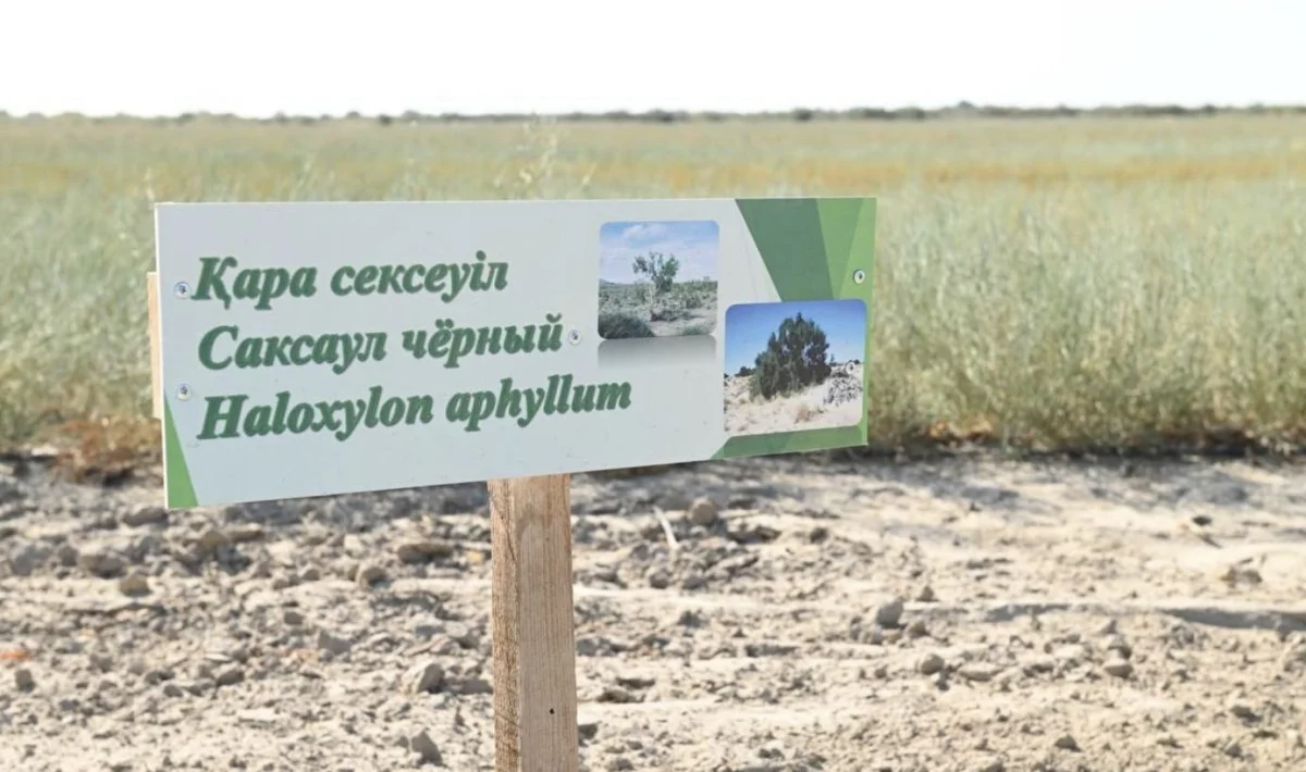 На высохшем дне Арала высадили 450 тысяч саженцев саксаула