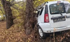 Алматы облысында көлік ағашқа соғылып, бір адам мерт болды