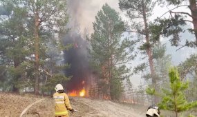 Масштабный пожар в области Абай: суд вынес приговор руководителям резервата «Семей орманы»