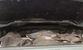 Браконьера с 33 дикими гусями поймали под Астаной