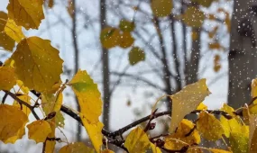 Бүгін найзағай ойнап, жаңбыр жауады