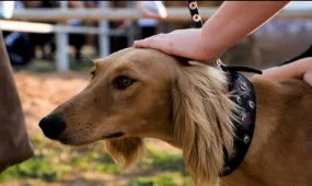 Казахская тазы — теперь официально признанная порода в мире