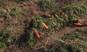 Павлодар облысында егіннің бір бөлігі қар астында қалды