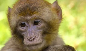 Заражённые гепатитом С и коронавирусом обезьяны сбежали в США