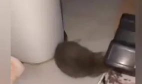 Атырауда кеміргіш қаптап барады