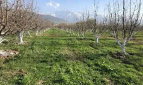 Миллионы тенге с яблоневых садов похитили через госфонд в Шымкенте, - АФМ