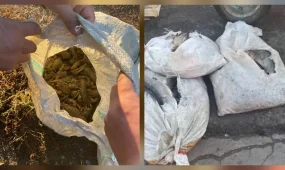 Заңсыз балық аулау фактілері анықталды