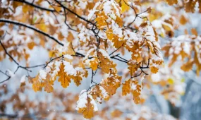 Ноябрь в Казахстане начнётся с похолодания и метелей