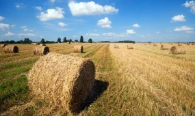 38 млн тонна мал азығы дайындалды