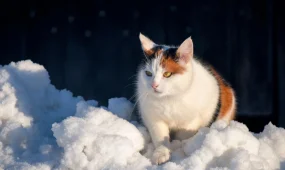 Водителей просят воздержаться от поездок в Абайской области из-за непогоды