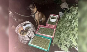 Орал қаласының тұрғынынан 12 келі есірткі тәркіленді