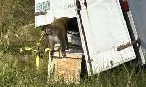 АҚШ-та гепатит, герпес, COVID-19 жұқтырған зертханалық маймыл қашып кетті