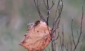 Прогноз погоды на 3 ноября 2025 года в Астане, Алматы и Шымкенте