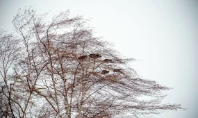 Метели и мороз: МЧС обратилось к казахстанцам из-за непогоды