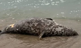 Мёртвых тюленей обнаружили в Мангистау