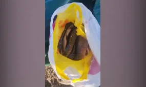 94 факта правонарушении природоохранного законодательства выявили павлодарские полицейские