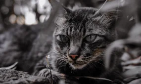 Мужчина умер от бешенства после укуса кошки в Мангистау