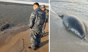 Массовую гибель тюленей зафиксировали на Каспии