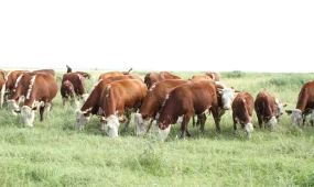 Жамбыл облысында мал ұрлығымен айналысқан қылмыстық топтар әшкереленді