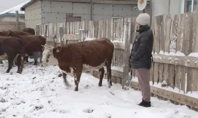 2,5%-бен несие: «Ауыл аманаты» бағдарламасы ауыл тұрғындарының әл-ауқатын арттыруға қалай көмектеседі?