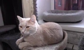 Сирота из Петропавловска приютила у себя свыше сотни бездомных животных