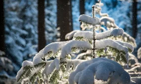 Бүгін еліміздің басым бөлігінде қар жауады