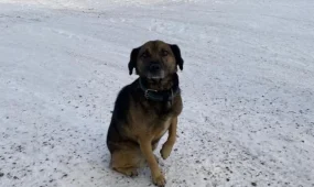 Хатико по-павлодарски: история о преданности, которая тронула сердца