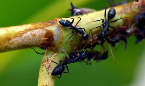 Девушка в Индии покончила с собой из-за редкой фобии - страха муравьёв